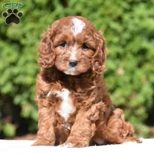 June, Cavapoo Puppy